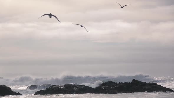 Birds Flying Over The Ocean