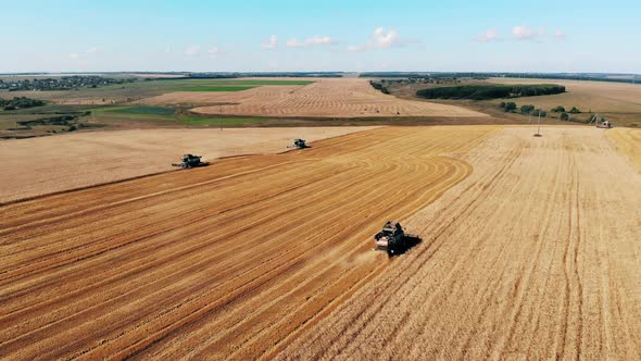 Grain Crops Field with Harvesting Machines in the Working Process