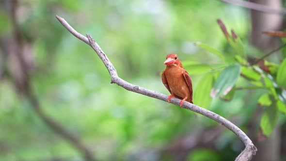 Ruddy Kingfisher Perch with Dark Red Feather in Green Forest Bokeh Background