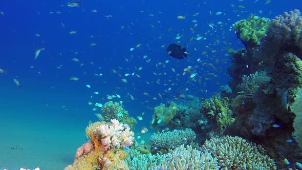 Underwater Scene Colorful World