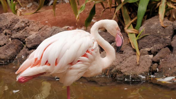 Group Pink Caribbean Flamingo Goes on Water in National Park Wildlife. Pink Flamingo Goes on a Swamp