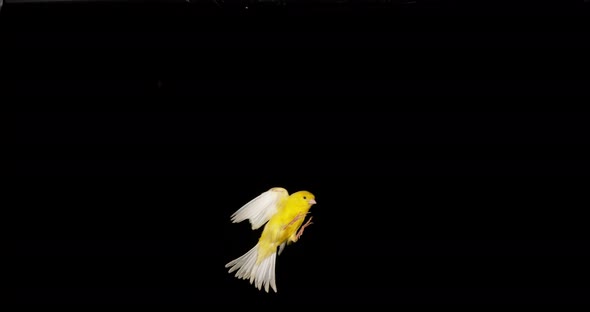 Yellow Canary, serinus canaria, Adult in flight against Black Background, Slow Motion 4K