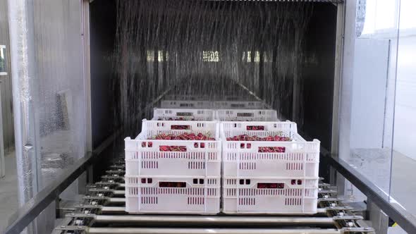 Large White Containers with Wild Cherries Move on Conveyor