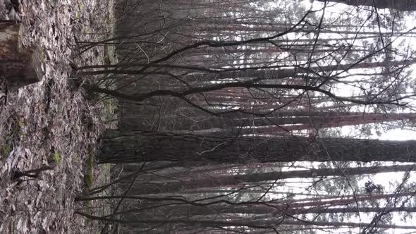 Vertical Video of Beautiful Forest Landscape