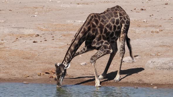 Giraffe Drinking Water, Etosha National Park