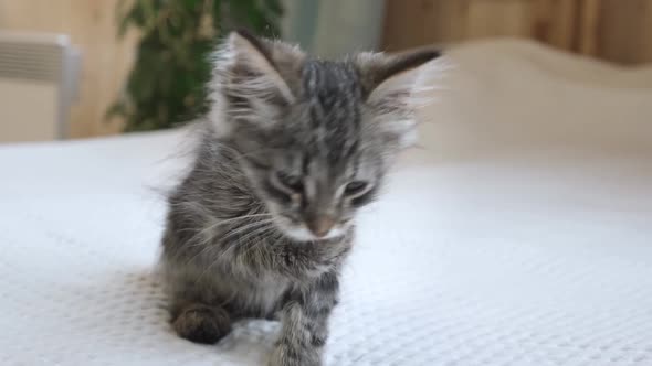 Striped Kitten Cat Licking His Paw with a Tongue