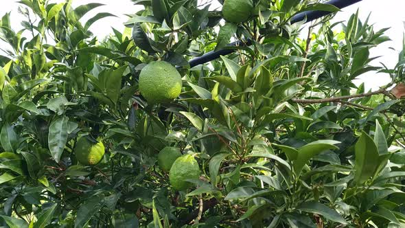 Unripe green oranges on branches close up