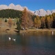 Geese flock on autumn mountain pond, not far from San Pellegrino Pass, Dolomites, Italy - VideoHive Item for Sale