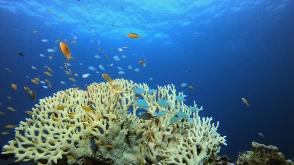 Tropical Underwater Orange Fish Reef