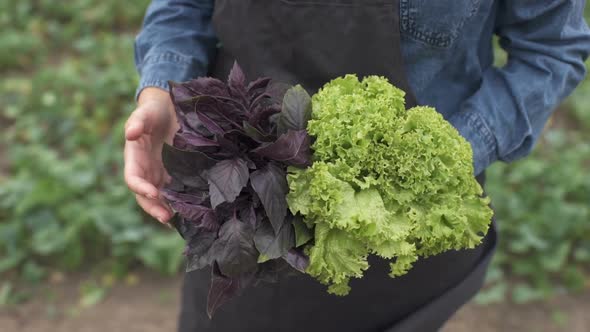 The Farmer is Holding a Biological Product Salad