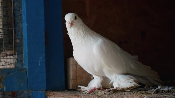 Single and pure white pigeon.