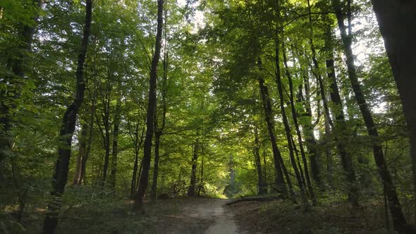 Forest with Trees in an Autumn Day