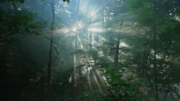 The Sun's Rays Make Their Way Through the Foliage and Fog