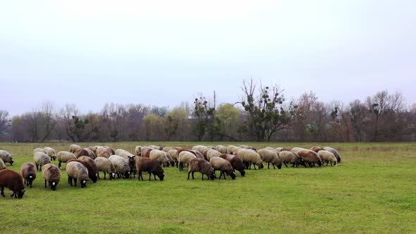 Herd of domestic animals on pasture. 