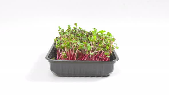 One container with green microgreen sprouts of Radish Coral rotates. White background.