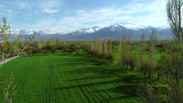 Green Field And Trees