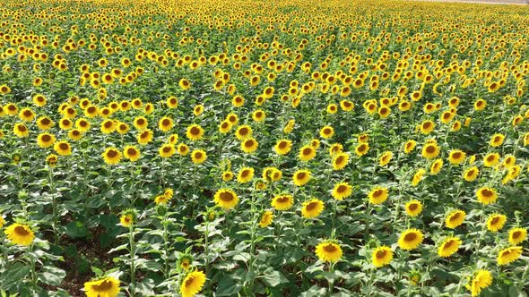 Sunflowers in a Field Ready for Harvesting into Oil and Seeds