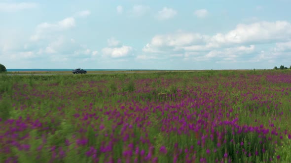 Aerial View of a Driving Car on the Road in a Field Among Lilac Flowers