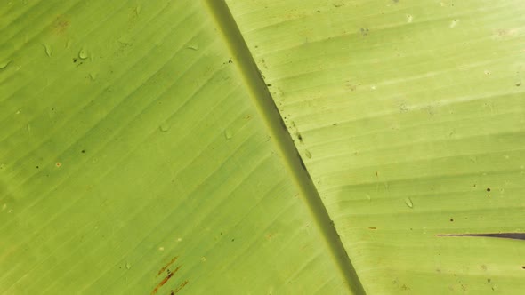 banana tree leaf texture with sunlight shines through in summer day. Summer b