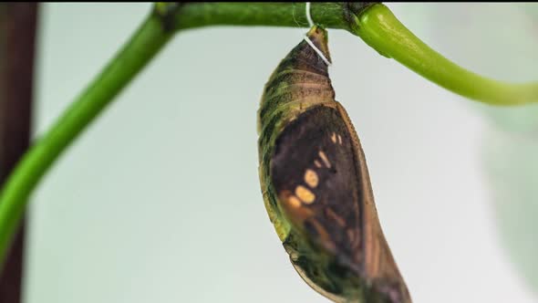 Parthenos Sylvia Birth Moment Time Lapse Butterfly Birth  Video