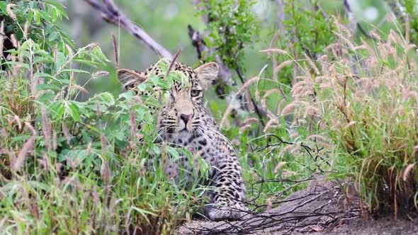 Leopard resting and then moving away Sabi Sands Game Reserve in South Africa