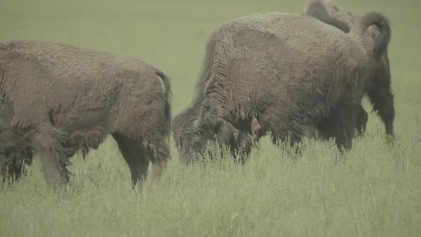 Bison in a Field on Pasture. Slow Motion