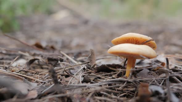 Wild mushrooms, brown forest nature,