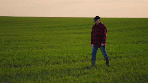 Senior Farmer Walks Across the Green Field with a Tablet in His Hands on Sunset