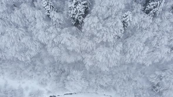 Aerial shot: spruce and pine winter forest completely covered by snow.