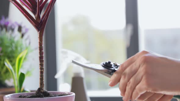 Woman Cutting Flower's Leaves with Pruner at Home