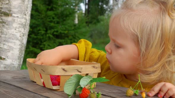 Cute Little Girl in a Yellow Blouse Eats Raspberries From the Basket