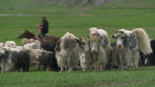 Herd of Long-Haired Yak Flock in Asian Meadow