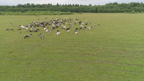 Cows Graze on Pasture