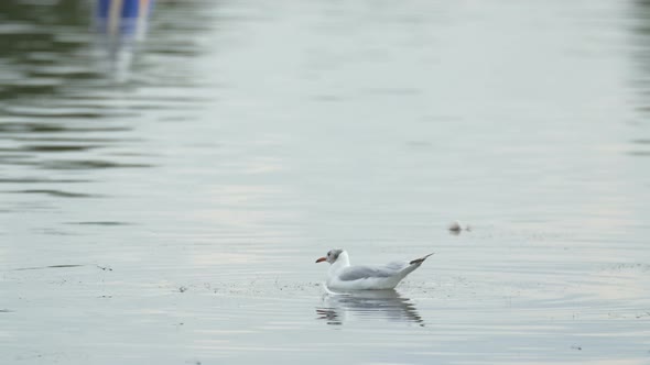 Seagull swimming in the water