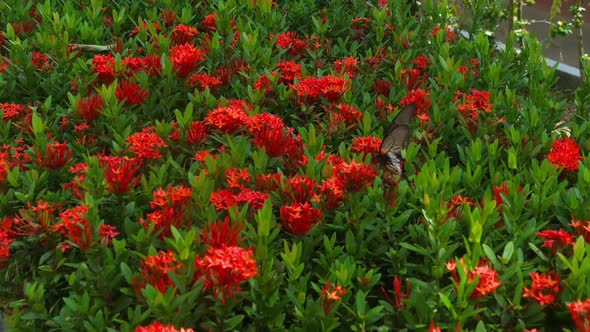 Big Tropical Butterfly.