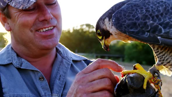 Man feeding falcon eagle on his hand