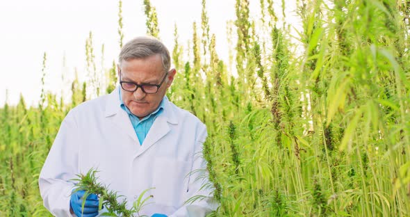 Portrait of Scientist Checking and Analizing Hemp Plants Concept of Herbal Alternative Medicinecbd