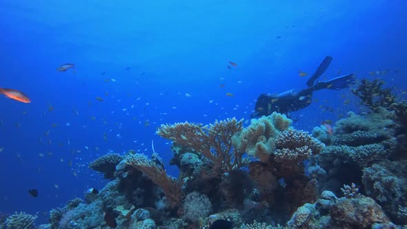 Diver Underwater