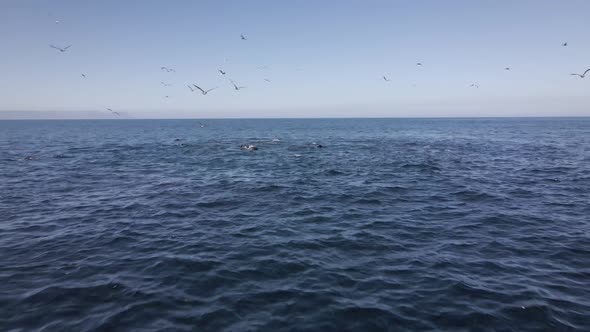 Pod of seals work together to attack sardine in baitball, gulls flying