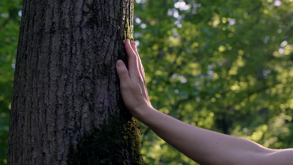 Woman Touch Beautiful Tree with Picturesque Green Moss on It at Sunset in Forest or Park