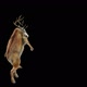 65 Deer Dancing HD - VideoHive Item for Sale
