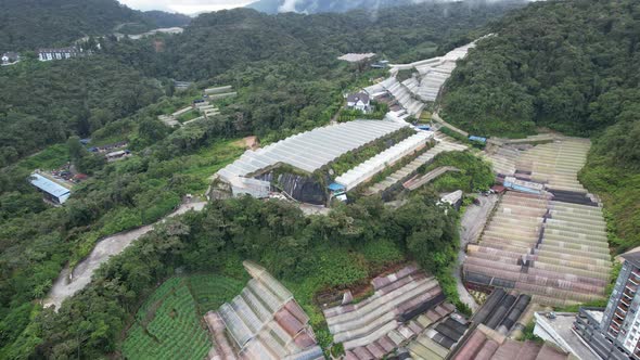 Cameron Highlands, Pahang Malaysia