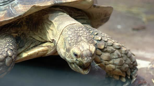 Close Up of Big Crawling Turtle with a Hard Shell at the Zoo