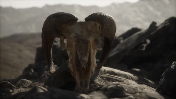 European Mouflon Ram Skull in Natural Conditions in Rocky Mountains