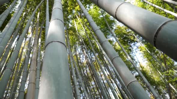 Looking Up at the Sky in the Bamboo Forest