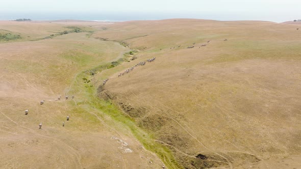 Cinematic Drone Flight Above Free Wild Animal Running Freely By Dry Land Hot Day