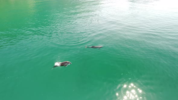 Aerial View of the Dolphins Slowly Swimming in Crystal Clear Calm Turquoise Waters