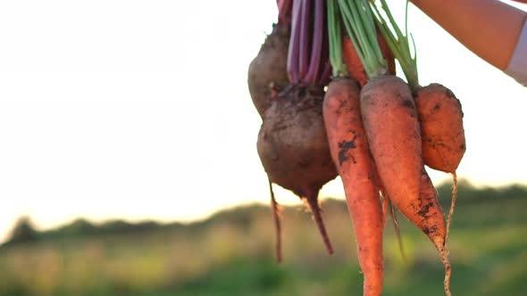 Farmer Keeps Fresh Organic Natural Vegetables on a Sunny Green Field