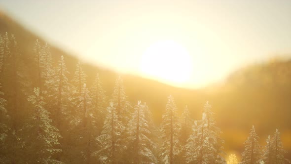Pine Forest on Sunrise with Warm Sunbeams alt