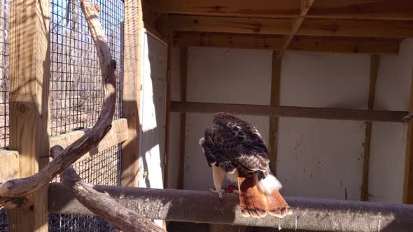 Red-tailed hawk rescued and kept in enclosure. Injured bird cannot go back to wild